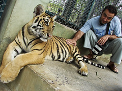 Touching the tiger