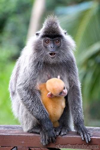Silver Langur and Baby