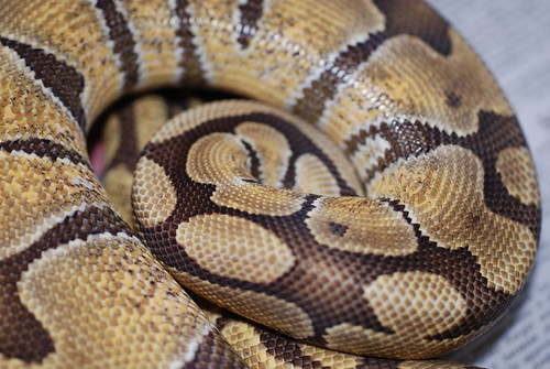 Enchi combos | Reptile Forums