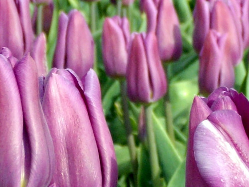 Laconner Tulip