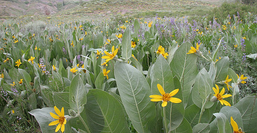 Wyethia mollis