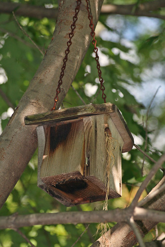 Birdhouse, with Fill Flash