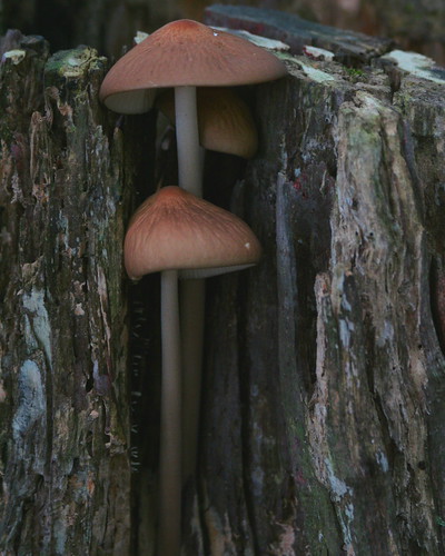 Caroline's mushroom