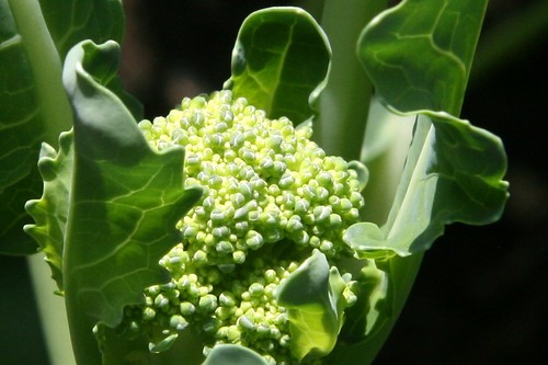 broccoli buds