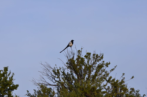 Magpie in the Boise Foothills