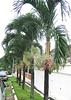 Adonidia merrillii (Manila Palm, Christmas Palm, Dwarf Royal Palm)