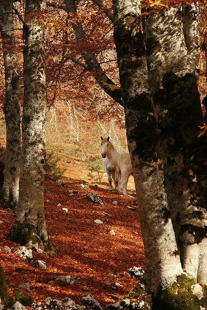 Abruzzo Woodland in Autumn