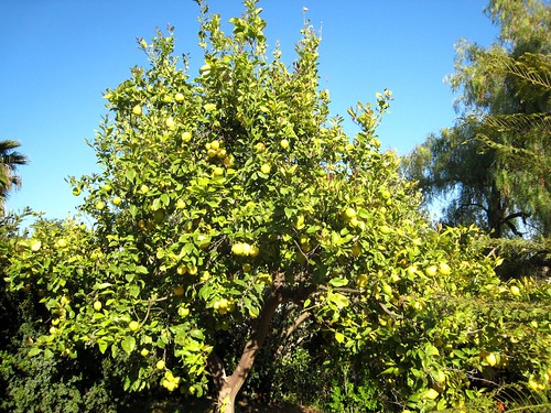 Our Lemon Tree