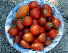July's Tomato Haul