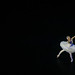 Ballet dancers of Belarus Academic Bolshoi Theatre perform a scene from Tchaikovskys Swan Lake at the Cairo Opera House بحيره البجع وفريق البولشوي