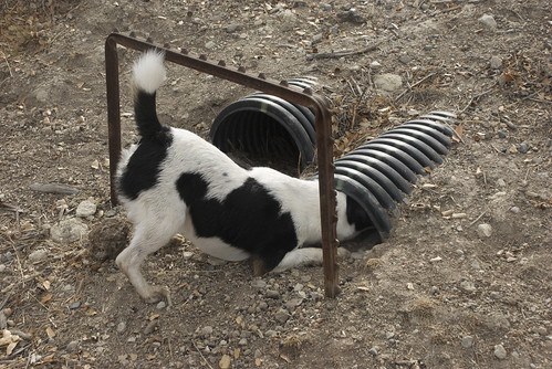 Lucy helps by chasing small furry critters into drainage pipes.