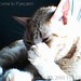 pyecamclean