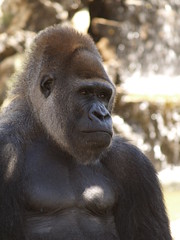 Fasano zoo: gorilla • <a style="font-size:0.8em;" href="https://www.flickr.com/photos/21727040@N00/2779015539/" target="_blank">View on Flickr</a>