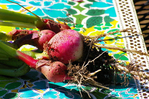 Home-grown radishes