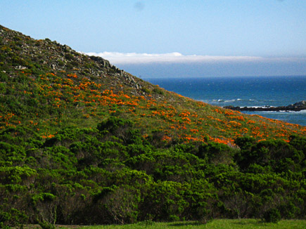 hillside covered with california poppies