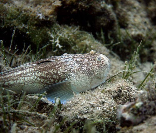 Especies venenosas de las playas españolas - Forocoches