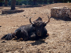 Fasano zoo: bisonte • <a style="font-size:0.8em;" href="https://www.flickr.com/photos/21727040@N00/2779828582/" target="_blank">View on Flickr</a>