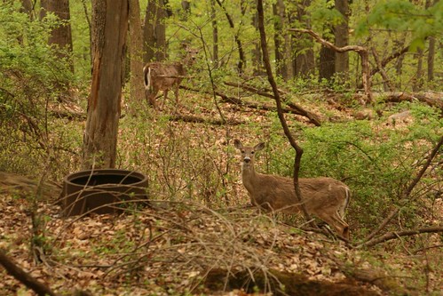 White tailed deer near a disused sewer