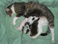 Alice and her kittens_3
