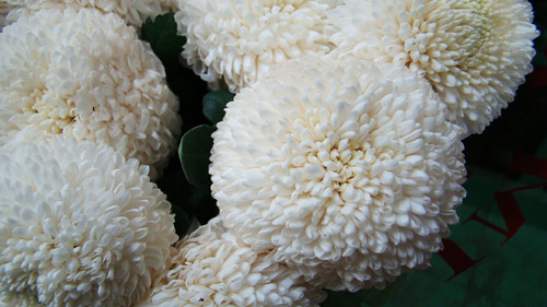 chrysanthemum sp.