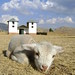 Lamb at Huanuco Pampa