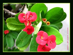 Easter greeting card with Red Dwarf Crown of Thorns (Euphorbia milii), from our garden