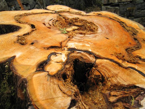 Freshly cut tree stump