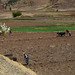 Plowing preparing for planting south of Cuzco