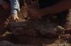Fossil Hippo Skull