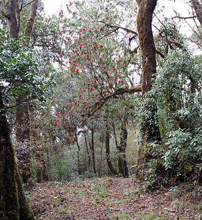 Rhododendrons in Eaglenest