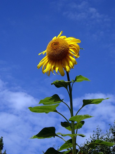 Sunflower en route to Skillet