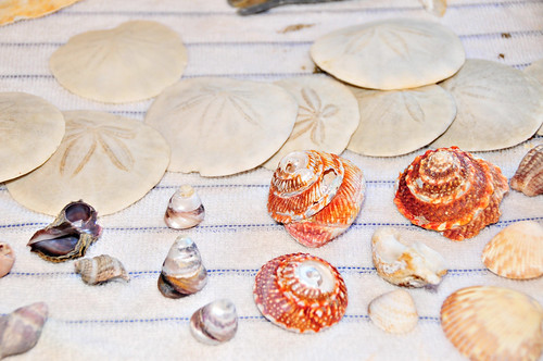 Lizzy sells Sea Shells