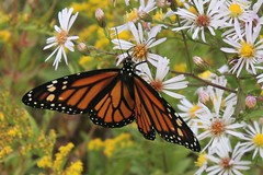 monarch on asters 2