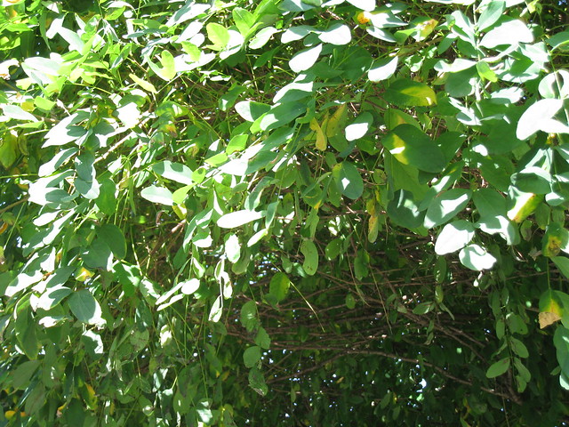 Photo: Robinia pseudoacacia 'Umbraculifera