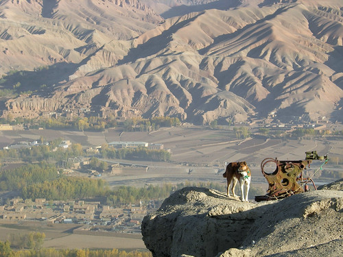 Explosive sniffer dog watches over the Bamiyan Vally, Afghanistan (by Carl Montgomery)