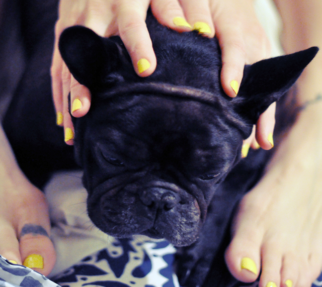 yellow nail polish  and a french bulldog