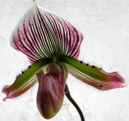 Lady slipper orchid (Paphiopedilum sp., maybe P. callosum)