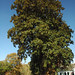 Large Oak in Helen Keller's Front Yard