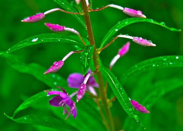 Fireweed About To Bloom - HDR