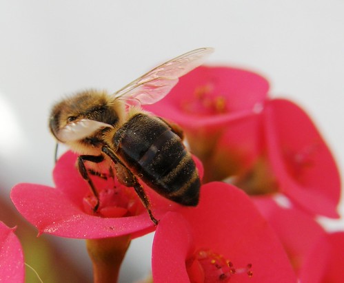 abeja libando 2