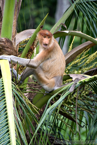 Female Proboscis Monkey
