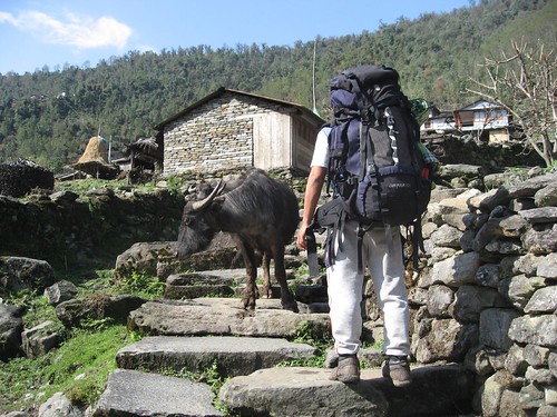 Nima passes an ox on the stairs back to Chomrong