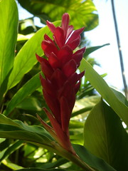 Flora in Jamaica