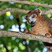 Madagascar Ankanin'Nofy Palmarium lemur