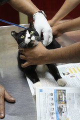 Cat at the vet