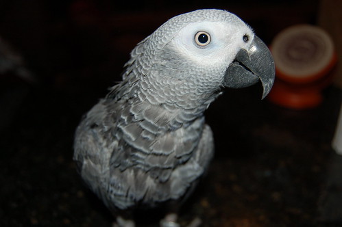 Parrot Emergency Care | African Grey