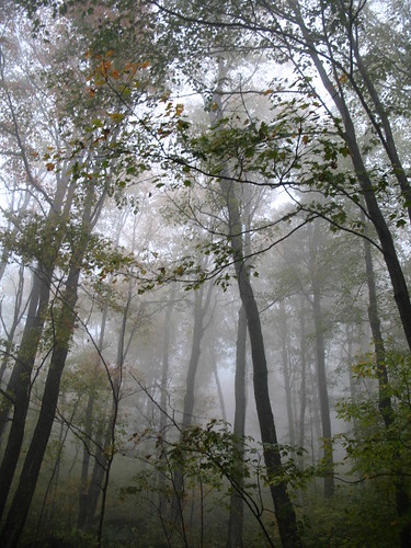 Foggy trees