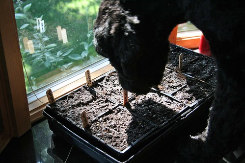 fall sowing on the sill