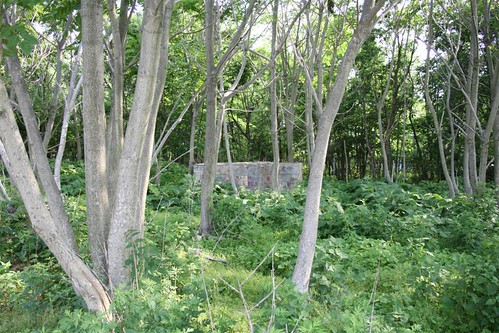 Concrete box in the woods