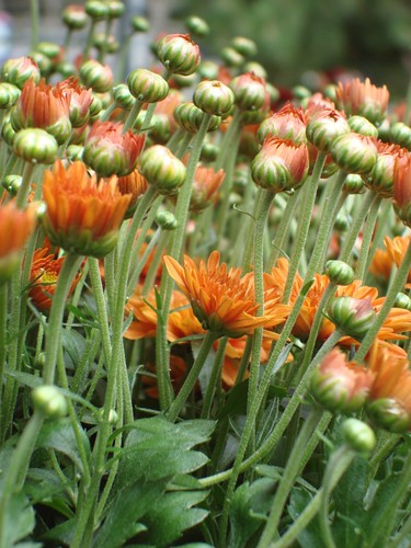 Beautiful orange flowers.